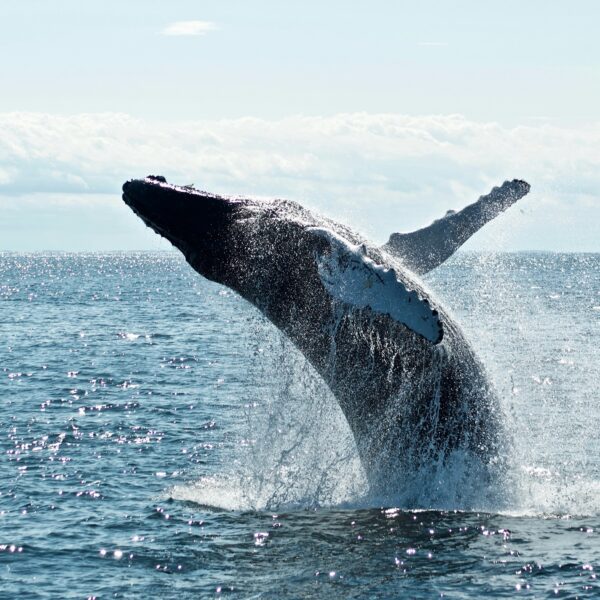 Here is What Whales Are Doing