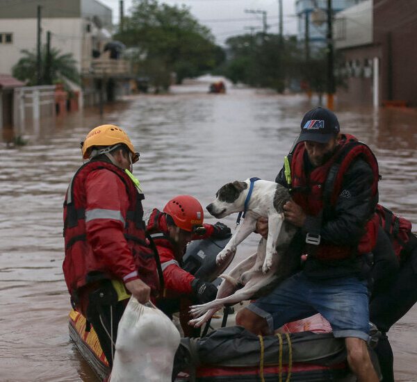 After Floods, Brazil Has a Surge in Homeless Pets