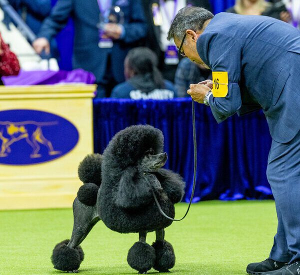 Sage, a Miniature Poodle, Wins Best in Show at Westminster