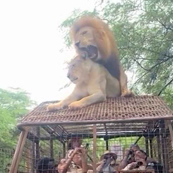 Lions Have Intercourse on Prime of Safari Truck Stuffed with Individuals, Wild…