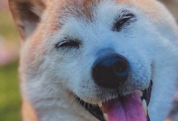 Kabosu, Shiba Inu Dog Who Helped Define the Doge Meme, Dies at…