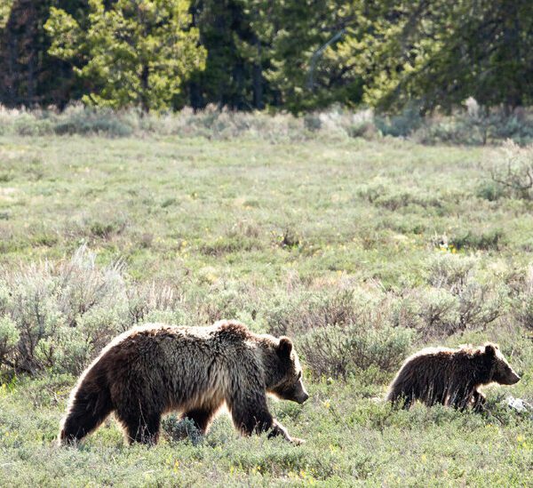 Veteran Describes Grizzly Bear Attack as ‘Most Violent’ Experience Ever