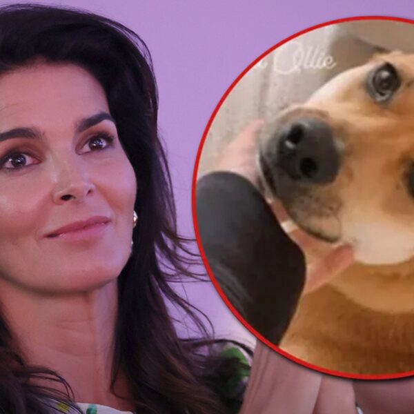 Angie Harmon Sues Deliveryman Who Shot and Killed Her Dog