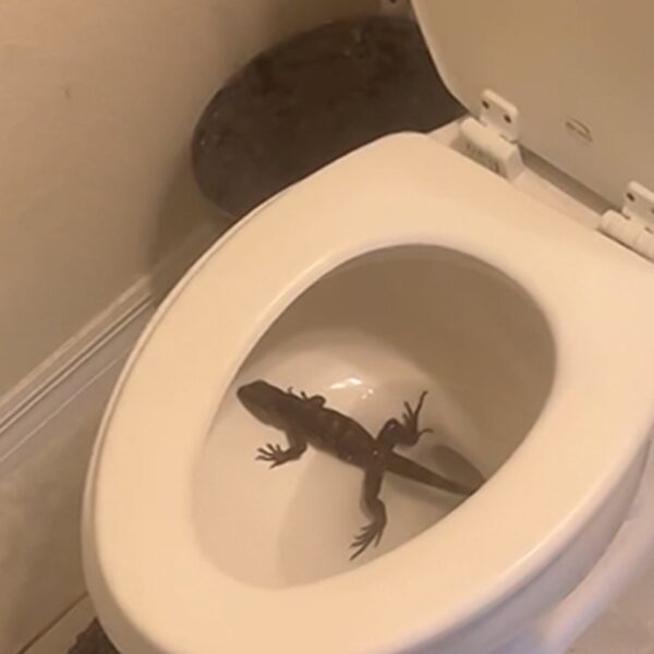 NFL’s Jaelan Phillips Finds ‘Massive’ Wild Iguana Bathing In His Toilet