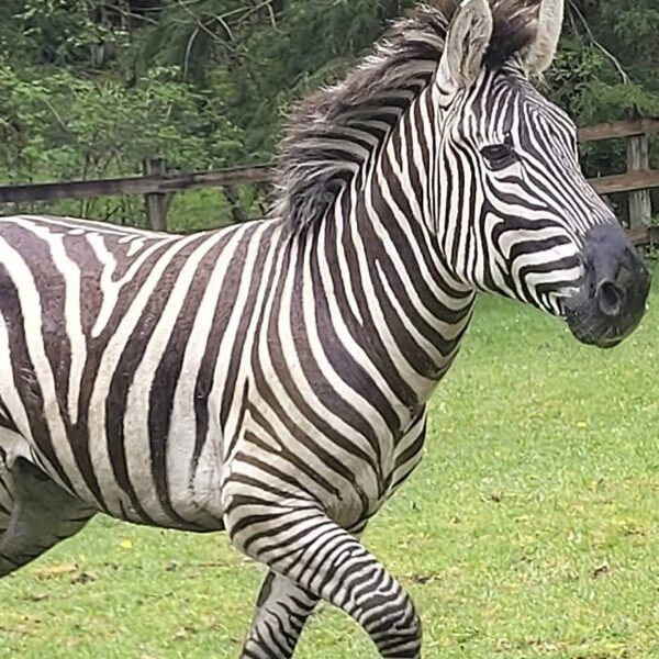 Shug the zebra is recaptured after practically every week on the run