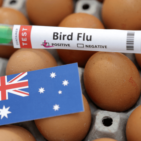 Australia studies new chicken flu case at poultry farm as international issues…