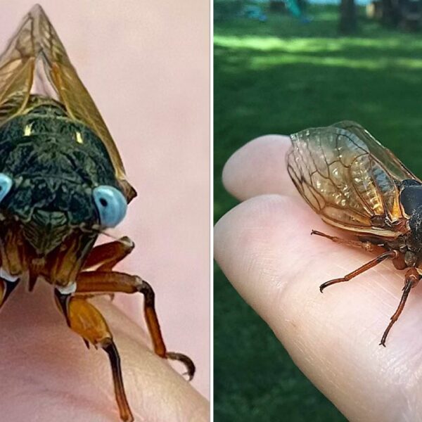 Two uncommon blue-eyed cicadas have been noticed within the Chicago suburbs