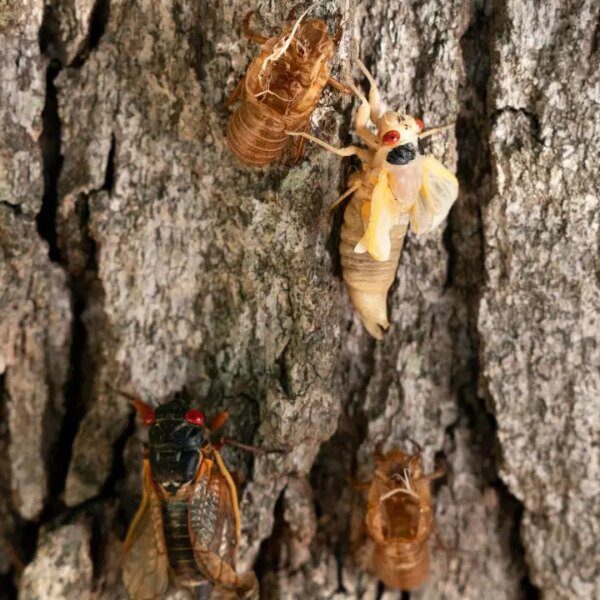 The cicada invasion has begun! Find out the place the flying bugs…