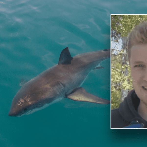 California surfer opens up about encountering aggressive shark