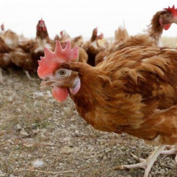 Here We Go: FDA Warns for Potential Bird Flu Pandemic That Could…