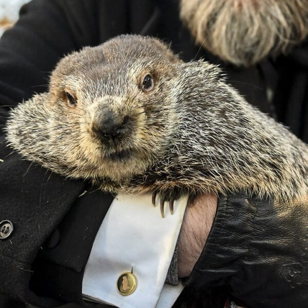 Babies of Punxsutawney Phil and groundhog spouse Phyllis have been named