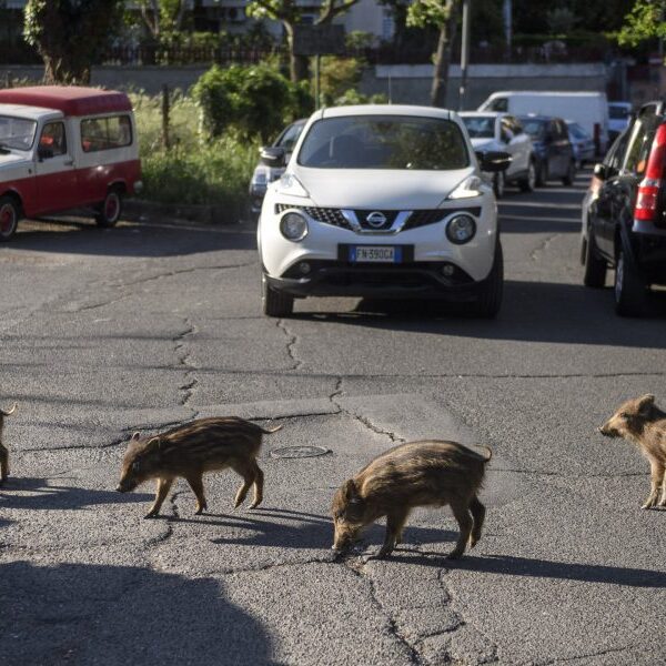 Italy desires to search out wild boars to avoid wasting its prosciutto…