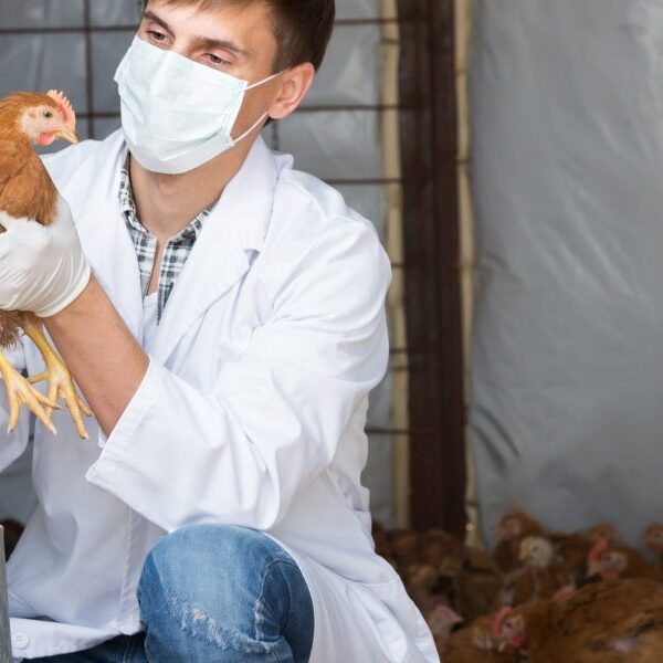 Bird flu outbreak: More than 90 million chickens have been killed, with…