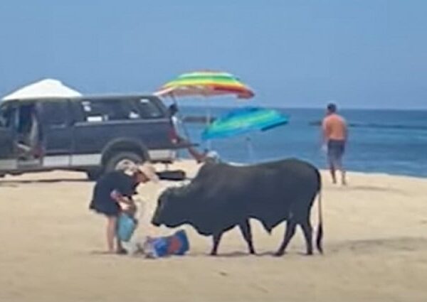 NOT SMART: Woman Gored by Massive Bull on Mexico Beach After Feeding…