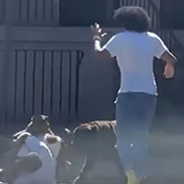 Cop Shoots at Pack of Dogs Attacking Man within the Street in…