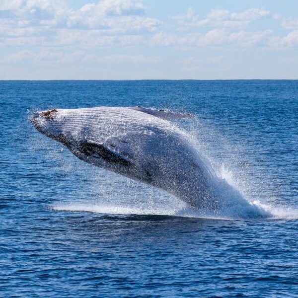 Litecoin Whales Buy Big Despite Bearish Price: Rebound Soon?