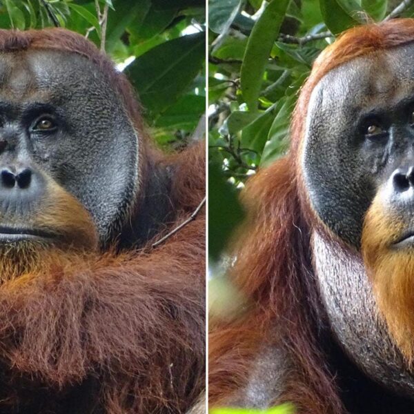 Orangutan in Indonesian rainforest treats personal facial wound, say researchers: ‘Appeared intentional’
