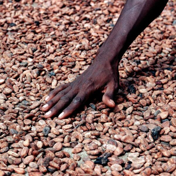 Navigating Cocoa Prices: A Quick Primer On Market Trends And Trading Strategies