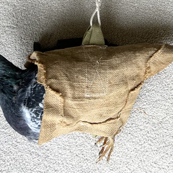 Rare pigeon parachute used to hold messages amid WWII present in outdated…