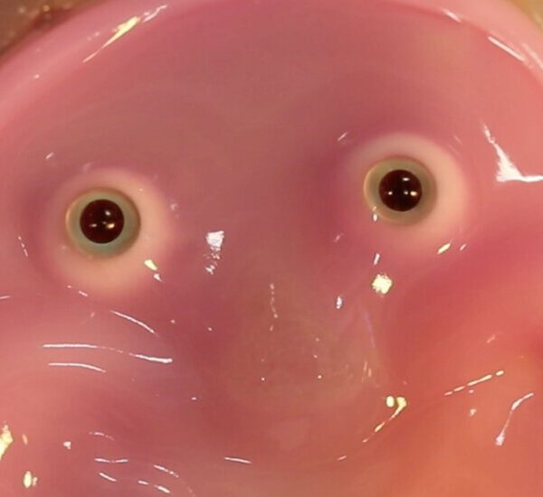 Robots Get a Fleshy Face (and a Smile) in New Research