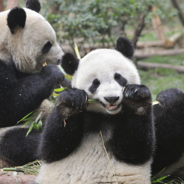 China sends big pandas to U.S. for 1st time in 20 years