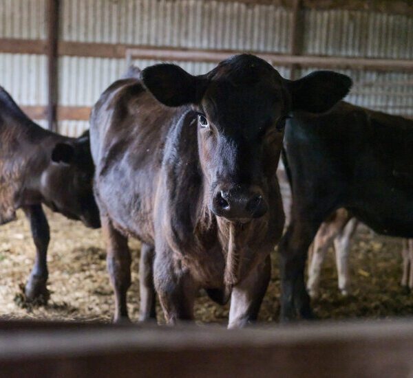 How Does Bird Flu Spread in Cows? Experiment Yields Some ‘Good News.’