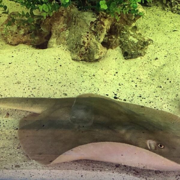 Charlotte the stingray not pregnant, has illness, says North Carolina aquarium: ‘Truly…