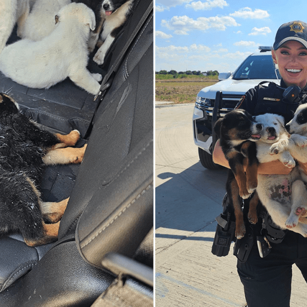 Eight puppies deserted in sweltering Texas warmth rescued by deputies