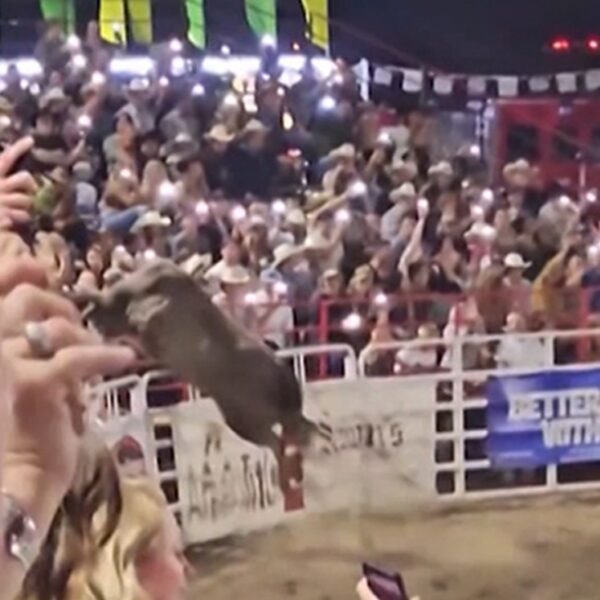 Oregon Rodeo Bull Won’t Be Put Down Following Rampage, Officials Say