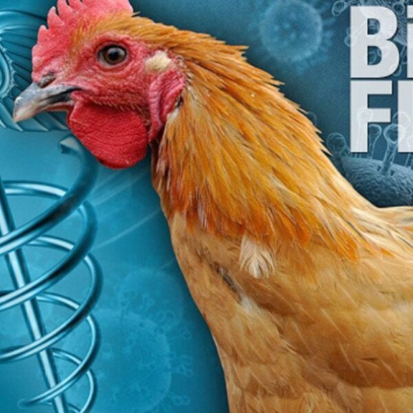 Here We Go: WHO Warns of New Bird Flu Strain Jumping to…