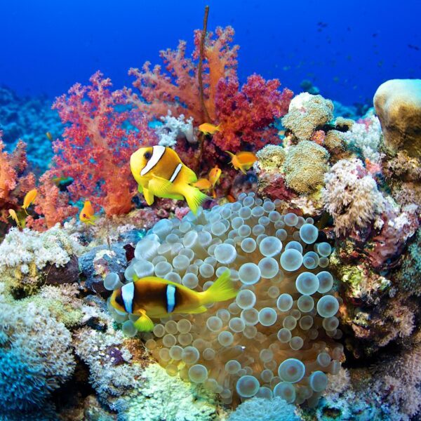 Google seems to be to AI to assist save the coral reefs