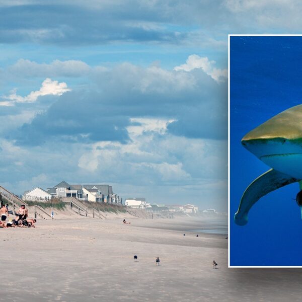 Shark bites teenager’s leg in assault at North Carolina seashore