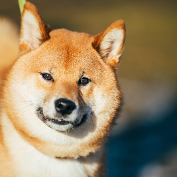 Major Crypto Investor And Analyst Reveals Why Shiba Inu Is Destined To…