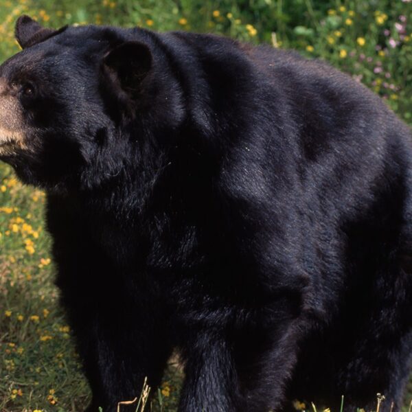 California girl was harassed by aggressive black bear she named ‘Big B—ard’…