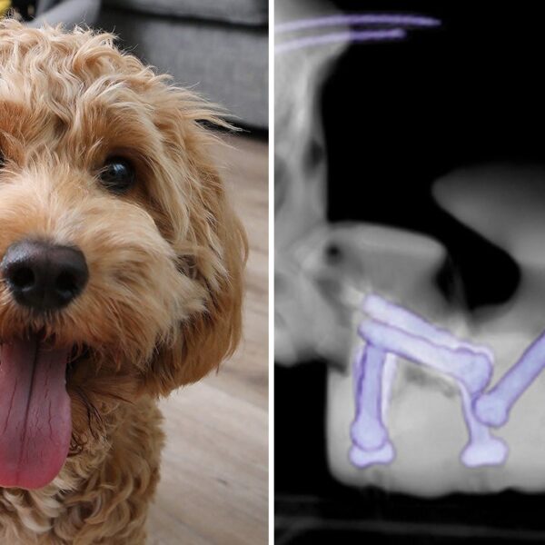 dog-given-second-chance-life-receiving-3d-printed-surgical-screws-puppy-again | Fox News