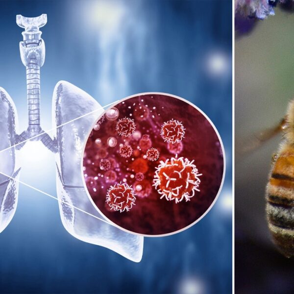 Honeybees can detect lung most cancers, researchers say
