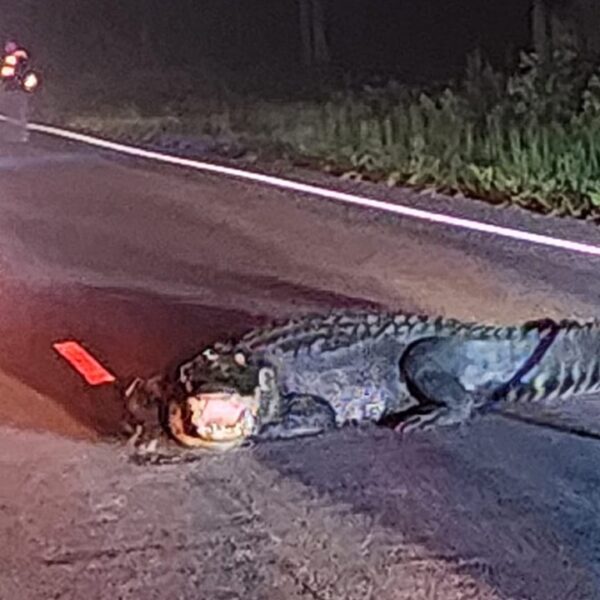 Giant alligator lunging at automobiles in NC street shooed away after firefighters…