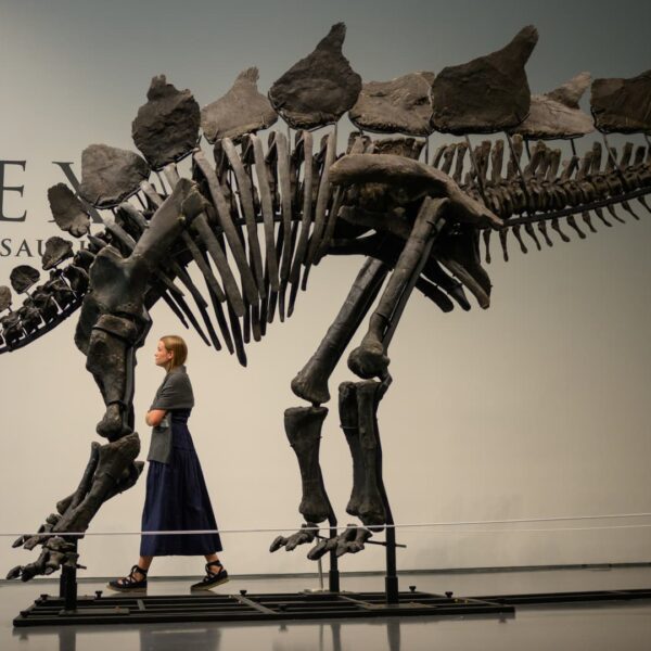 Citadel’s Ken Griffin buys a stegosaurus for $45 million in a file…