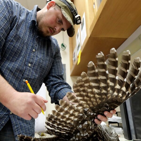 Officials plan to kill 450,000 barred owls to avoid wasting noticed owls,…