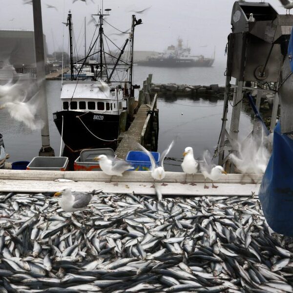 New England fishermen sentenced in Atlantic herring fraud case