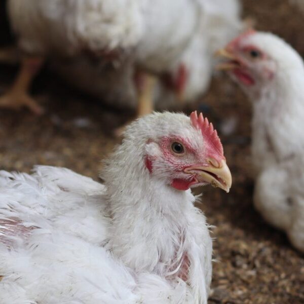 Bird flu: What are the signs of chook flu and the way…