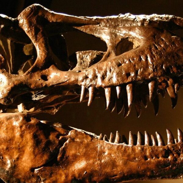 Dinosaur fossil shatters public sale data after an American purchaser paid $45…