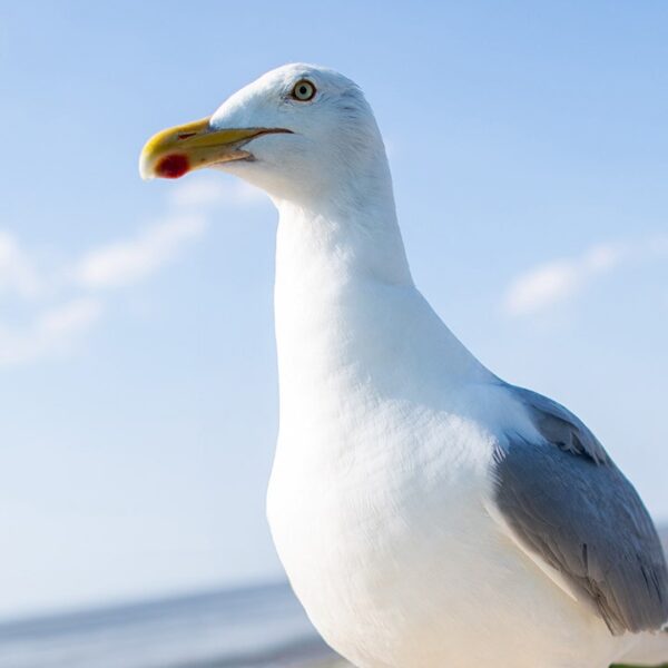 New Jersey man who ripped head off of seagull at pier sparks…