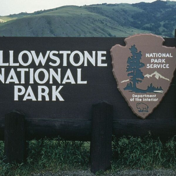Yellowstone National Park ranger injured in capturing