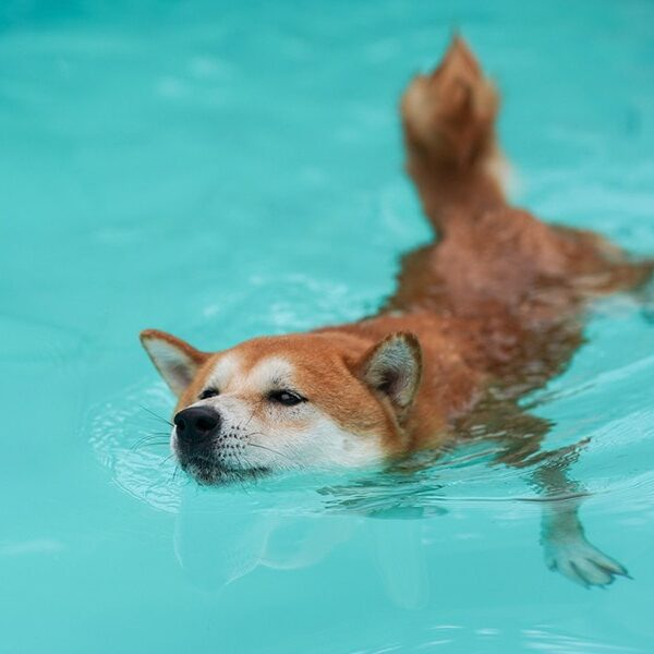 Shiba Inu Whales On The Move Again As Bitcoin, Crypto Market Recover