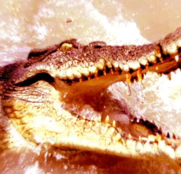 CROC INVASION: Calls Arise for Surging Crocodile Population To Be Contained After…