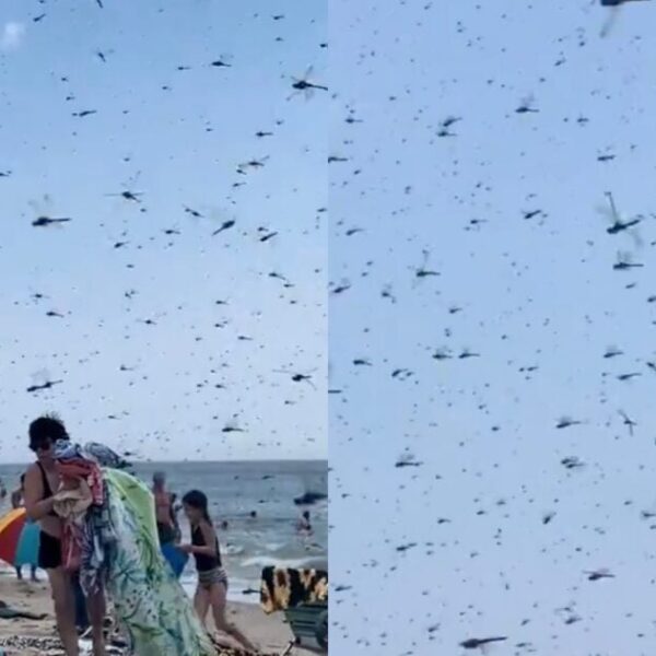 “Dragonfly Apocalypse” — Thousands of Dragonflies Swarm Beachgoers at Rhode Island’s Misquamicut…