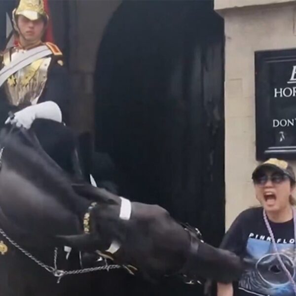 King Charles’ Guard Horse Bites Unsuspecting Tourist