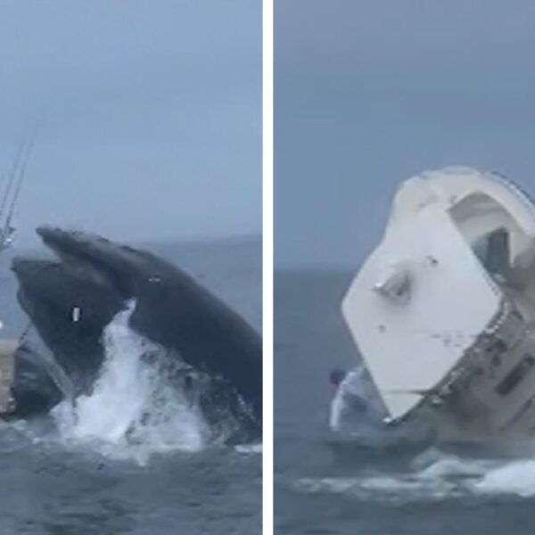 Whale Breaches Off New Hampshire, Capsizes Boat on Video
