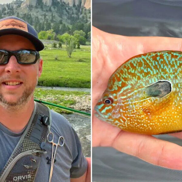 Nebraska fisherman reels in new fish species in state: ‘Bright orange with…